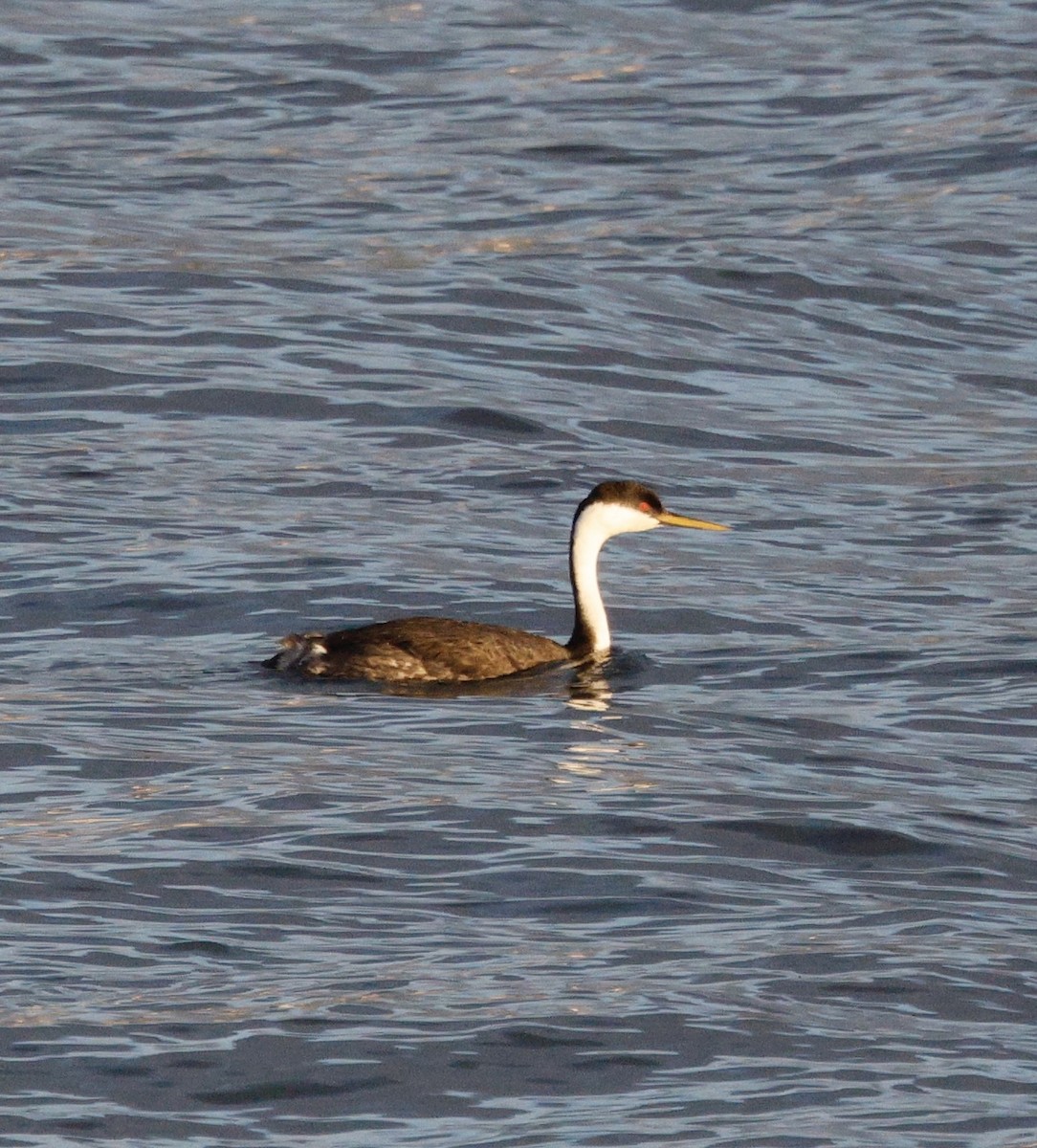 Murgil mendebaldarra - ML647096249