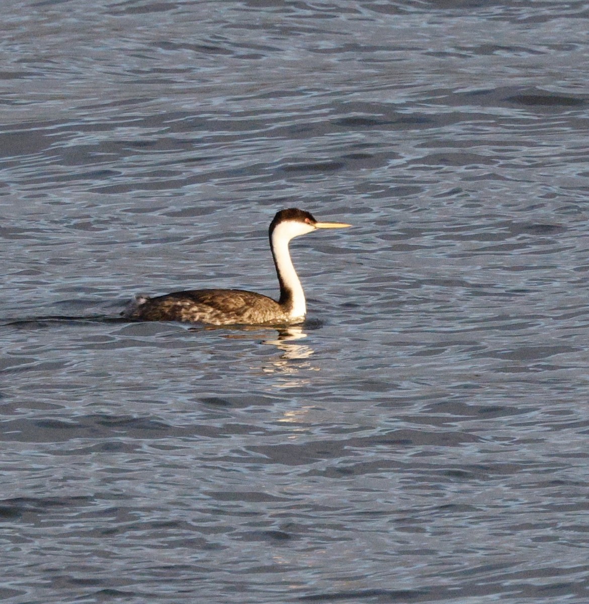 Murgil mendebaldarra - ML647096250