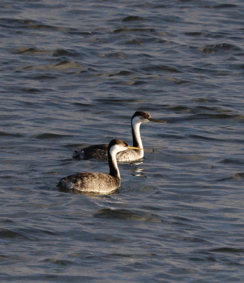 Murgil mendebaldarra - ML647096251