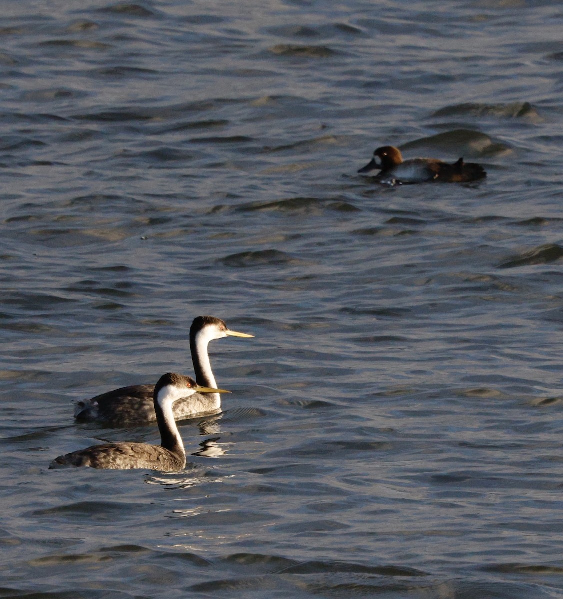 Murgil mendebaldarra - ML647096252