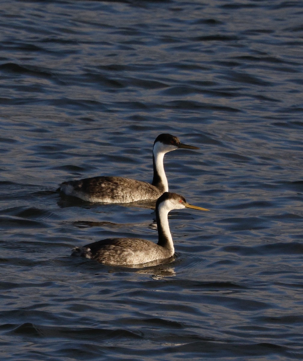 Murgil mendebaldarra - ML647096253