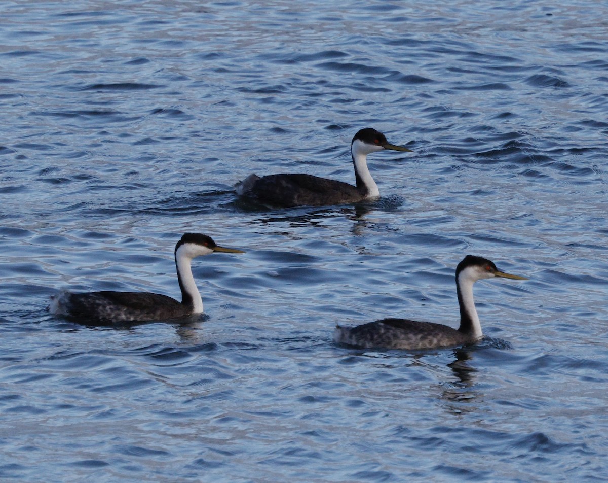 Murgil mendebaldarra - ML647096254