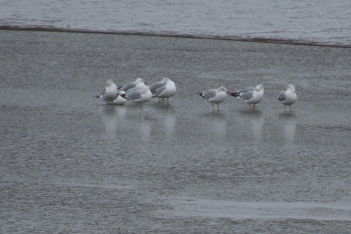 Delawareko kaioa - ML647096255