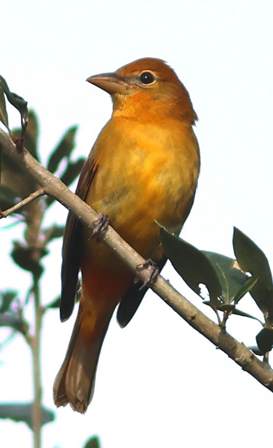 Summer Tanager - ML647096256