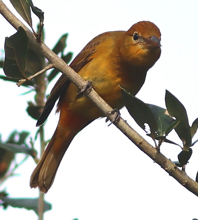 Summer Tanager - ML647096257