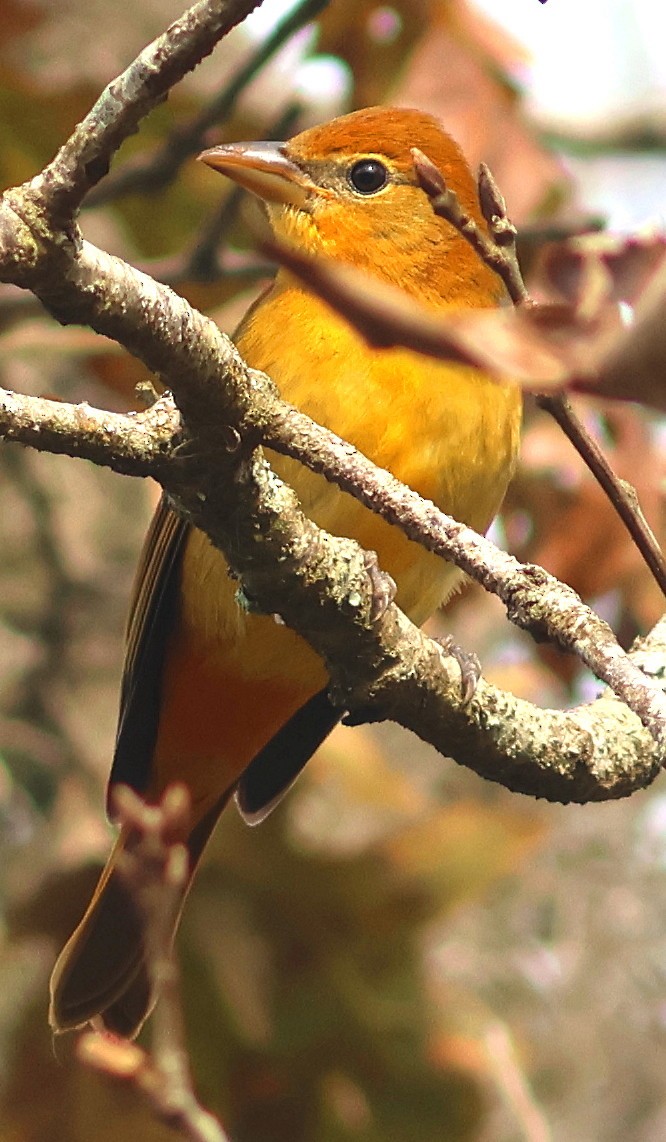Summer Tanager - ML647096258