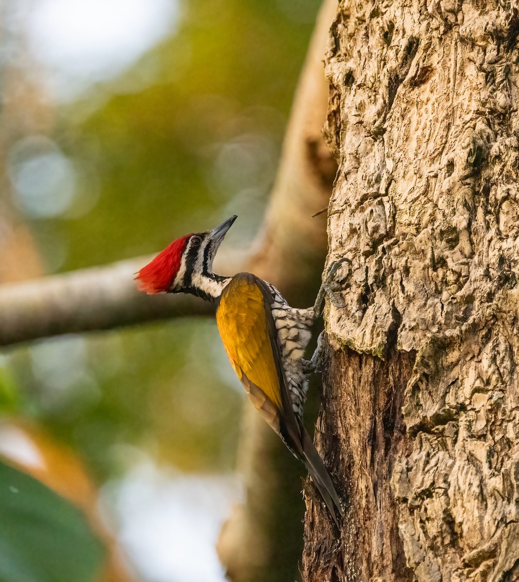 Common Flameback - ML647096261