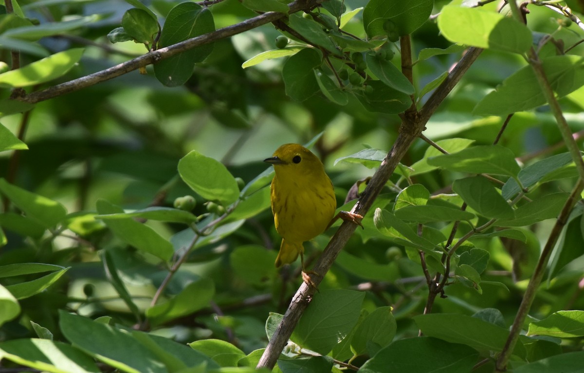 Northern Yellow Warbler - ML647096262