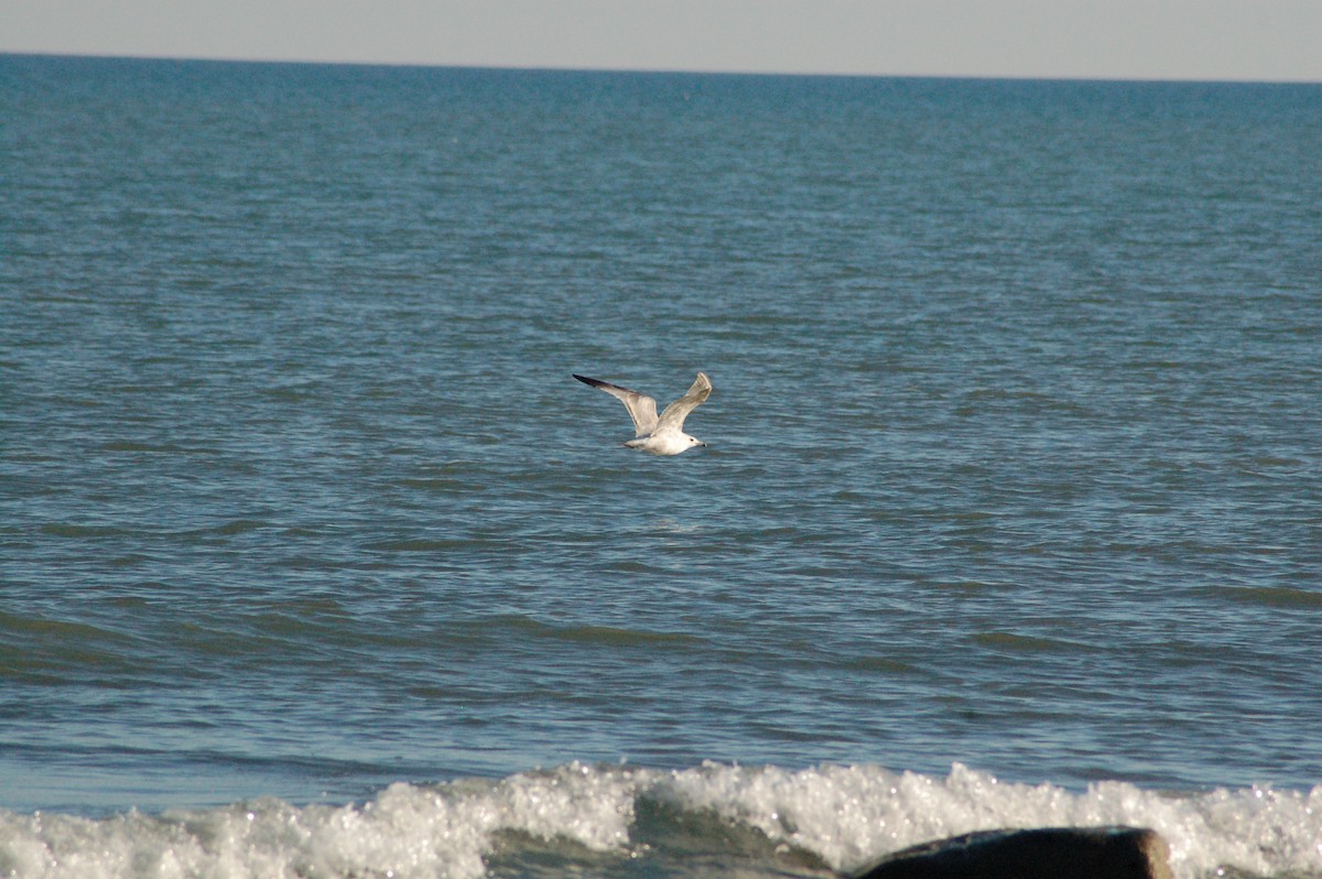 שחף מערבי - ML647096263