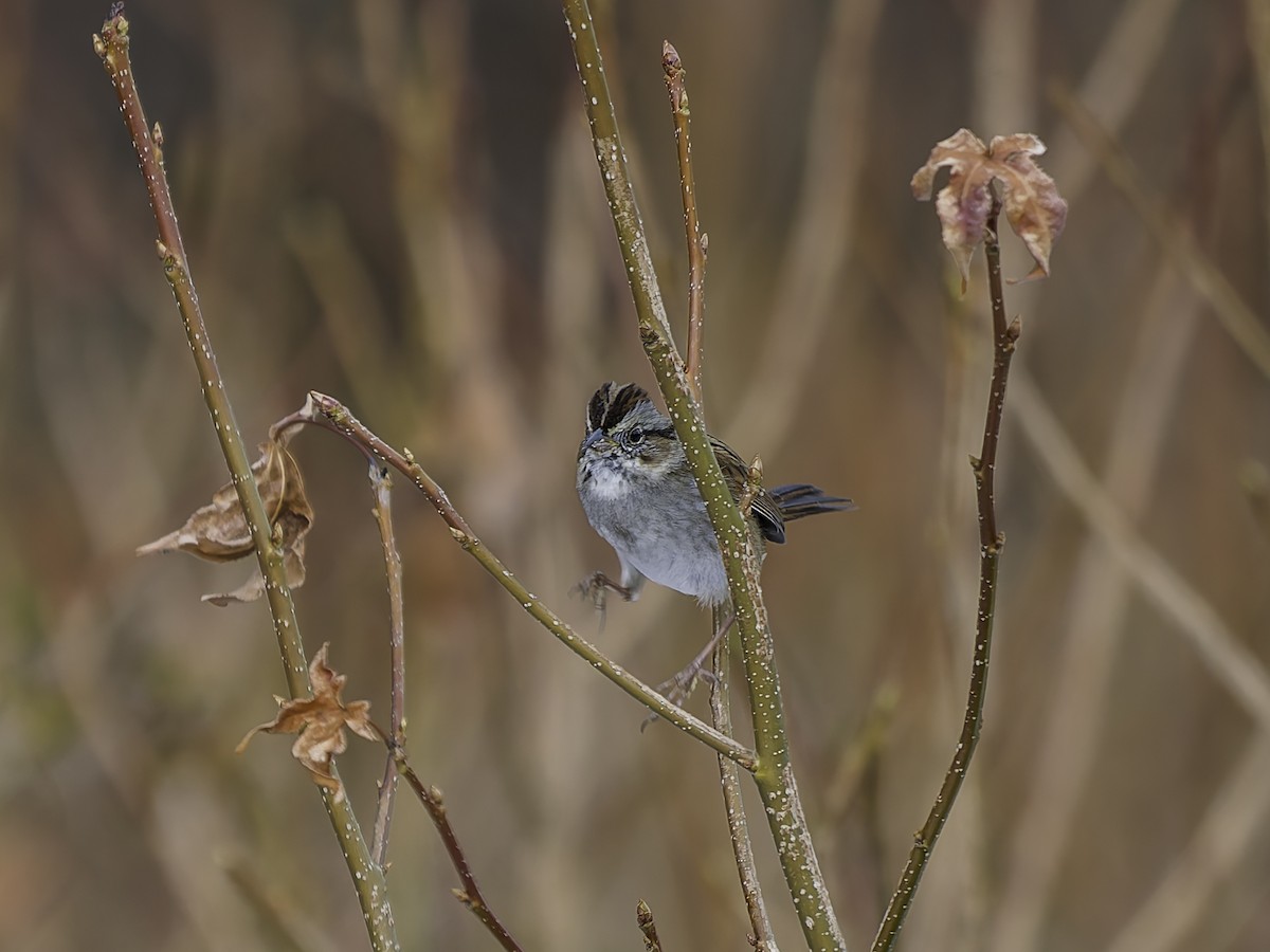 Swamp Sparrow - ML647096264