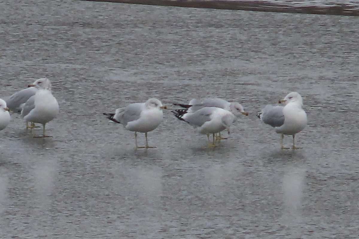 Delawareko kaioa - ML647096266