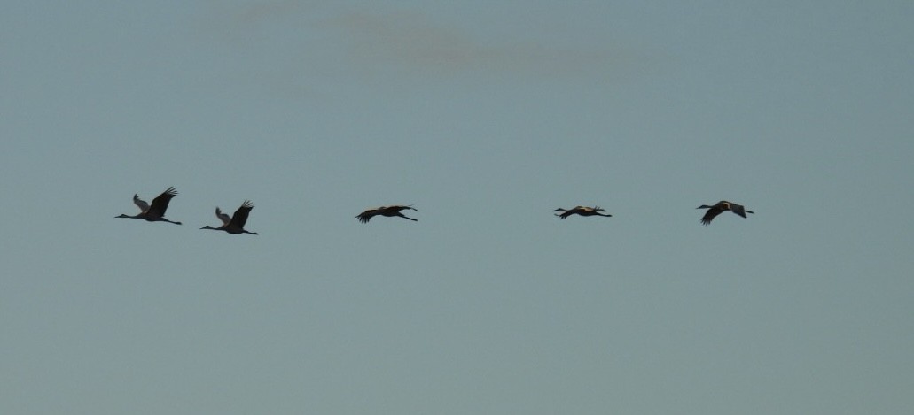 Kurrilo kanadarra - ML647096267