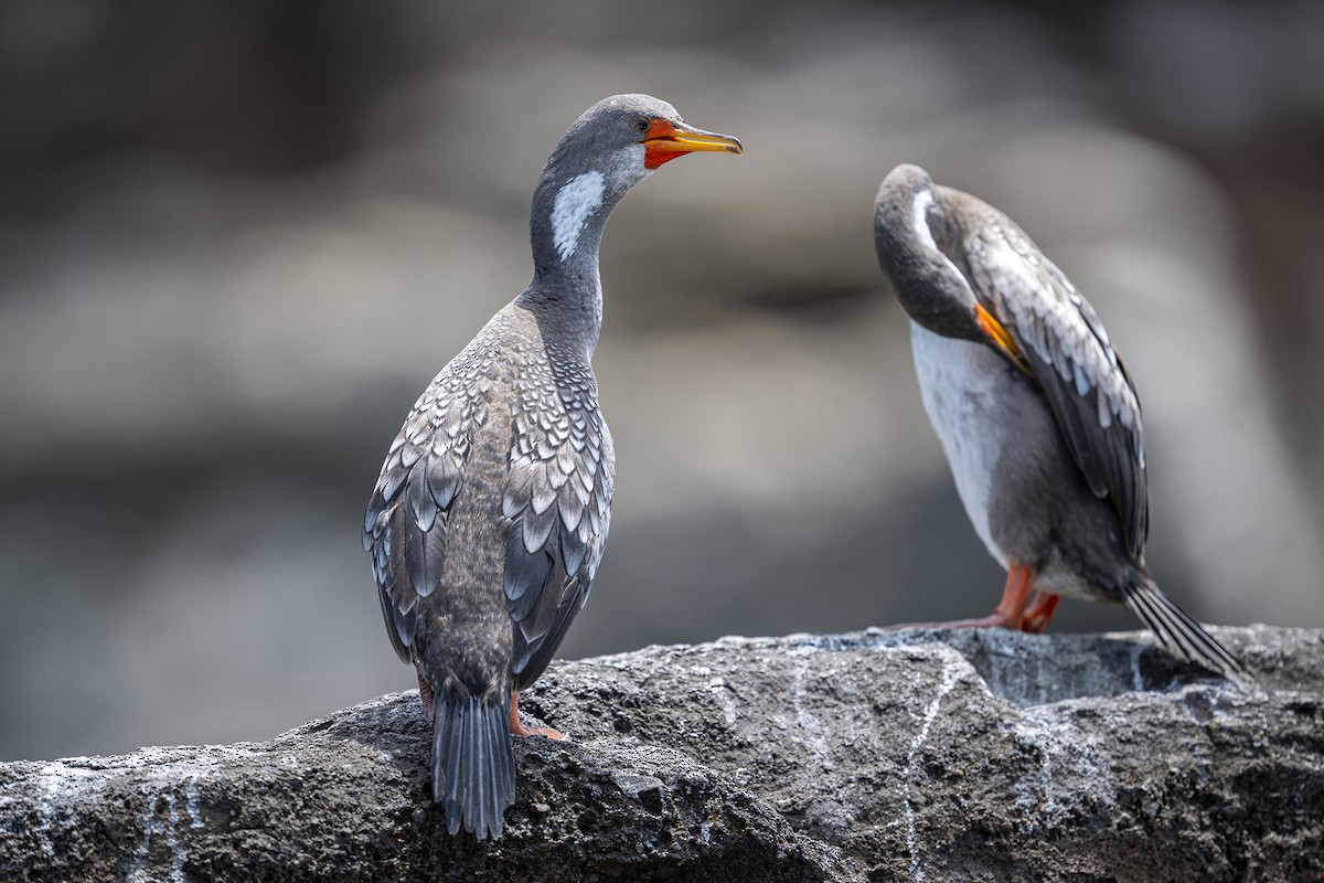 Red-legged Cormorant - ML647096268