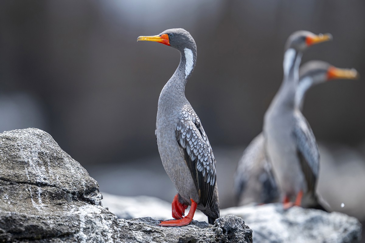 Red-legged Cormorant - ML647096269
