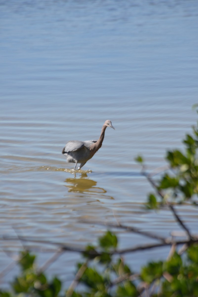 Kızılca Balıkçıl - ML647096272