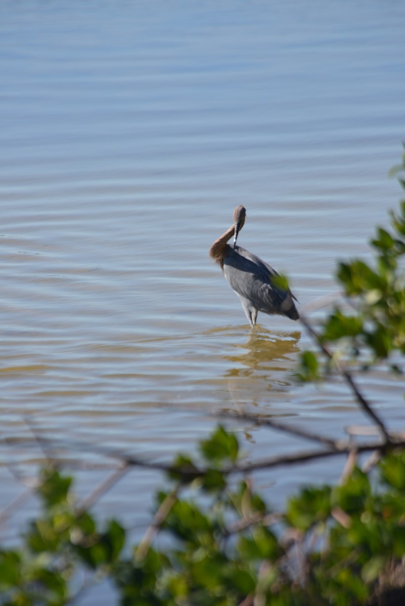 Kızılca Balıkçıl - ML647096273