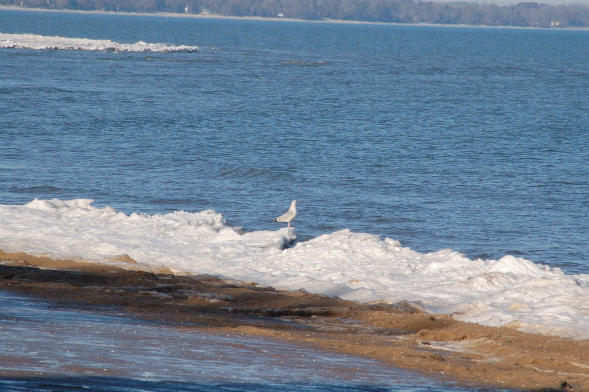 שחף מערבי - ML647096274