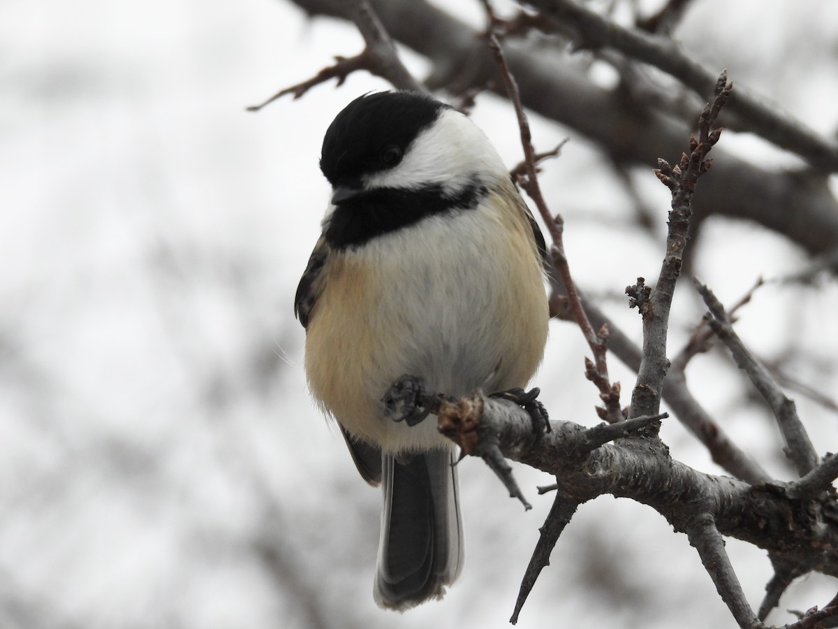 Black-capped Chickadee - ML647096277