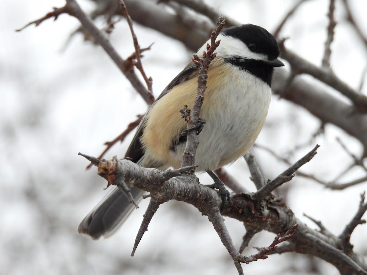 Black-capped Chickadee - ML647096278