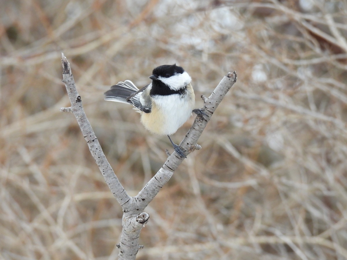 Black-capped Chickadee - ML647096279