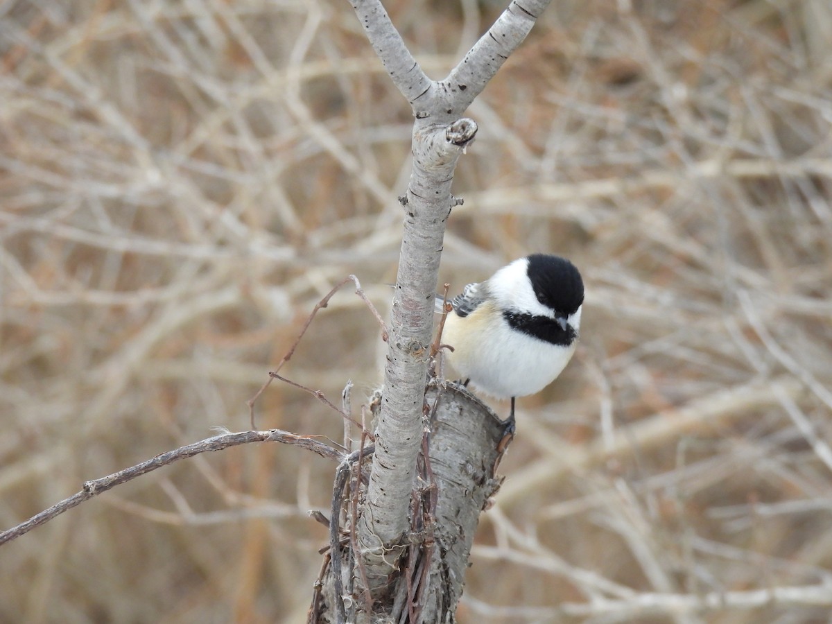 Black-capped Chickadee - ML647096280