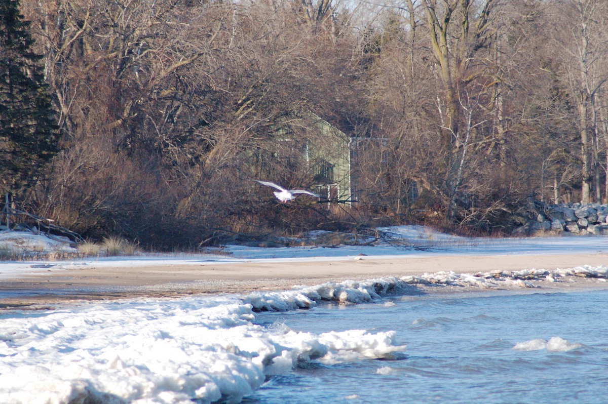 שחף מערבי - ML647096291