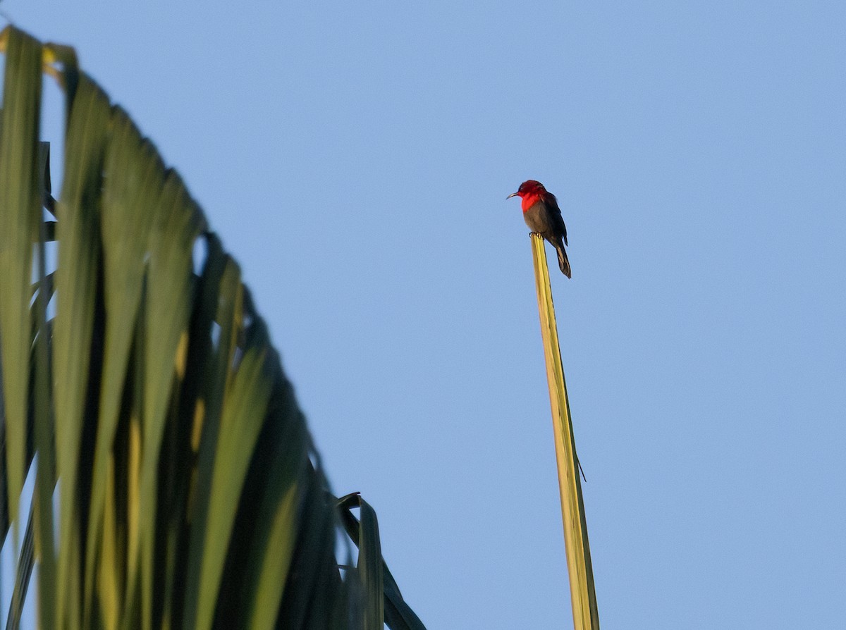 Crimson Sunbird - ML647096293