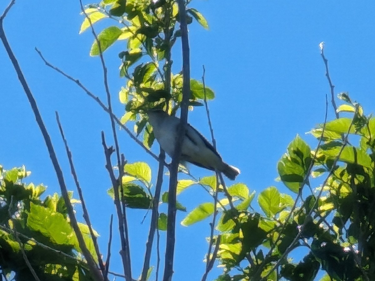 アカメモズモドキ - ML647096305