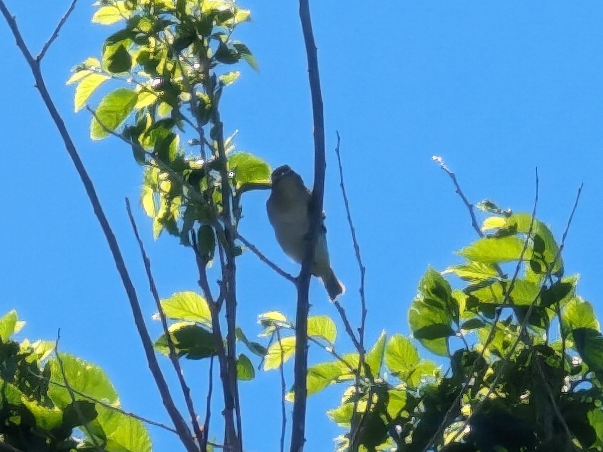 アカメモズモドキ - ML647096306