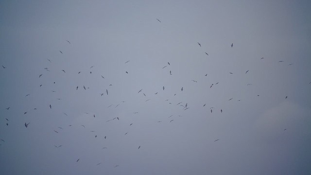 Chathamgo albatros sudurroria - ML647096310