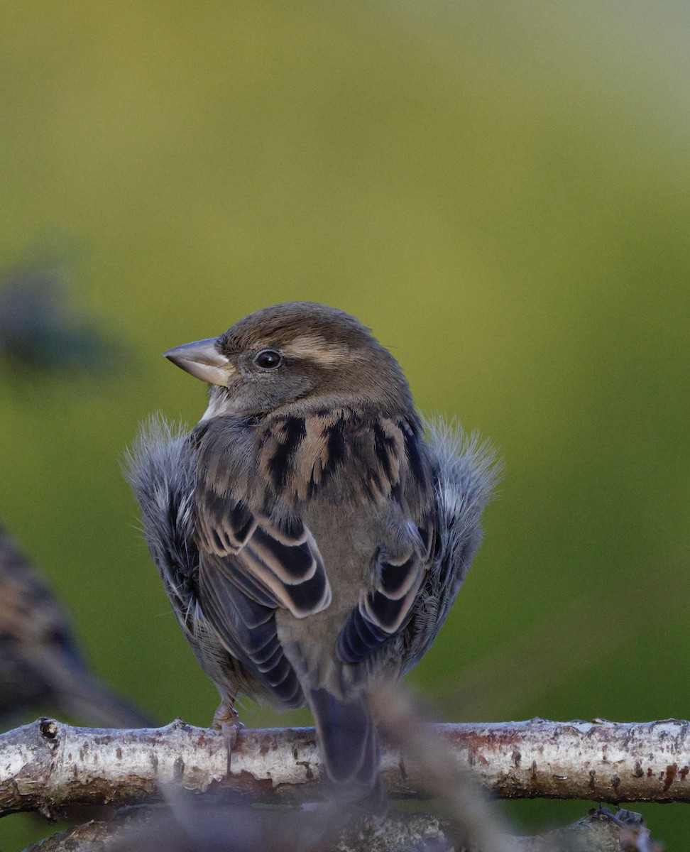 Gorrión Común - ML647096323