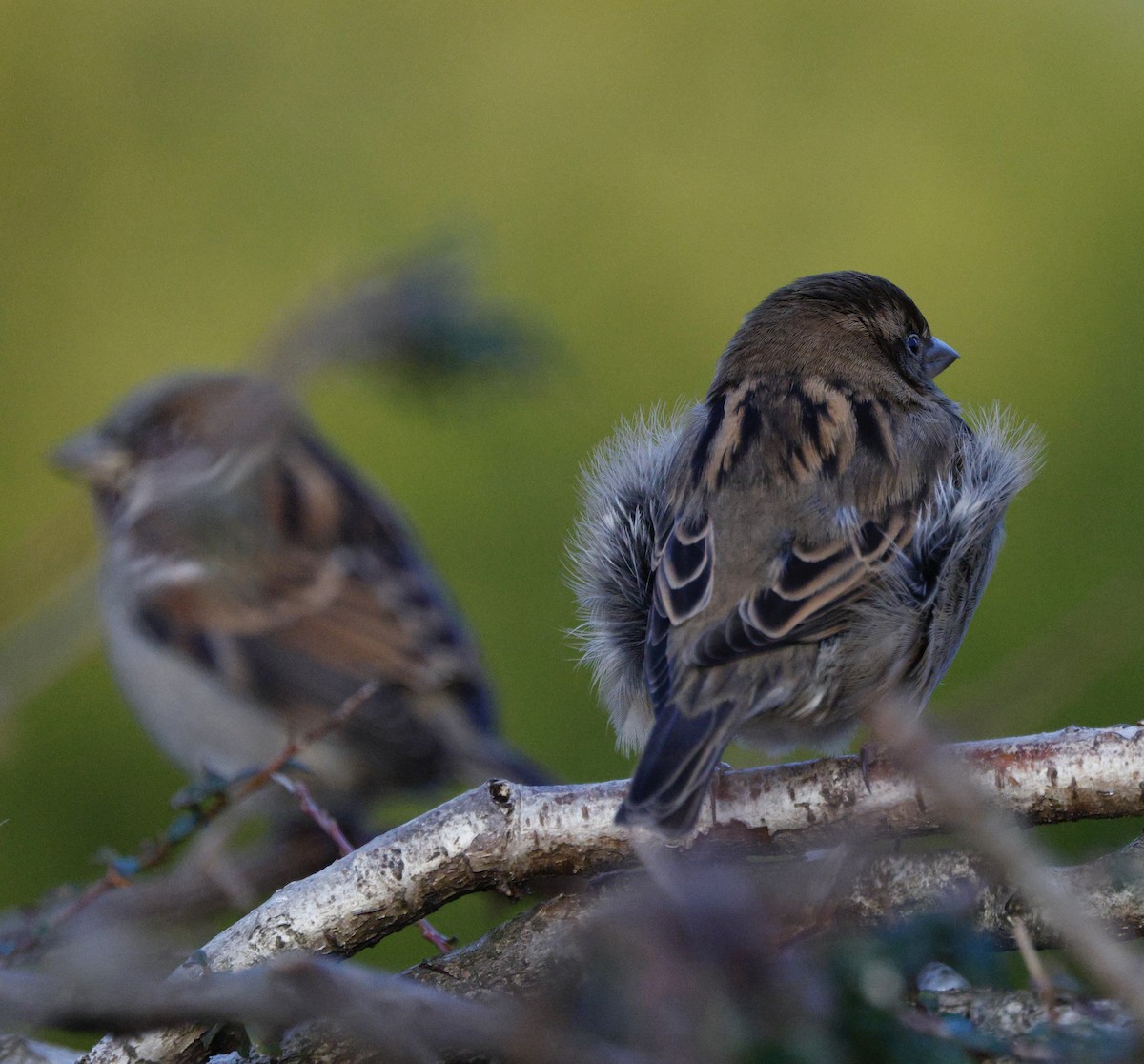 Gorrión Común - ML647096324