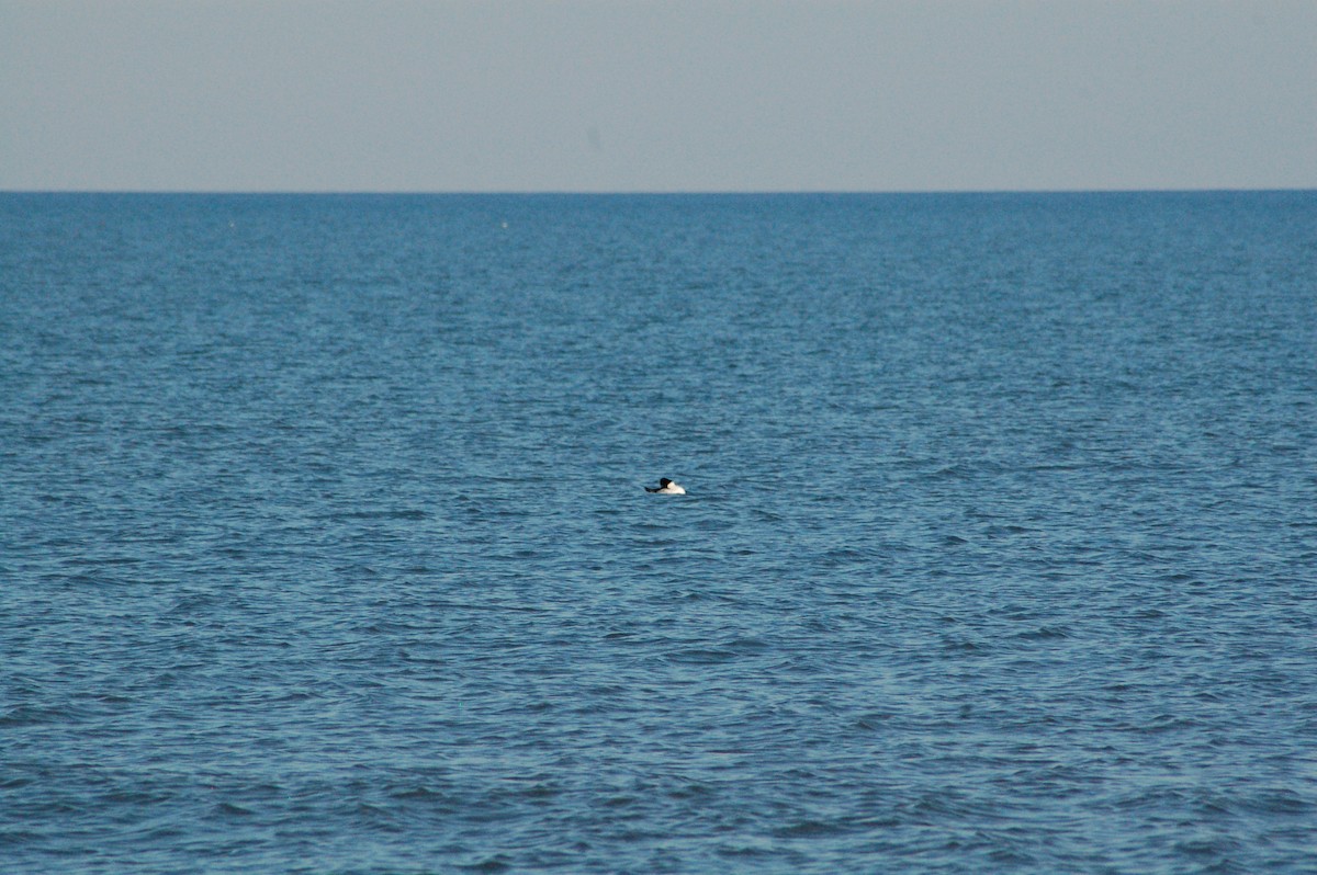 עבראש ירוק - ML647096345