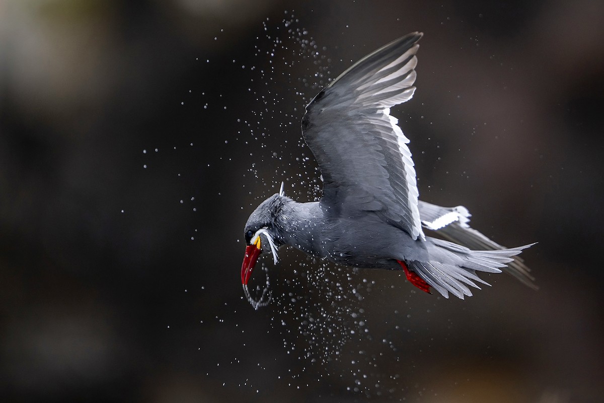 rybák inka - ML647096347