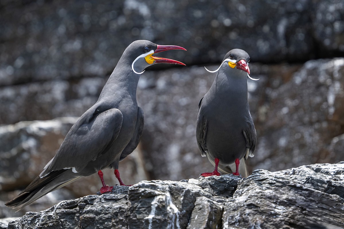 rybák inka - ML647096348