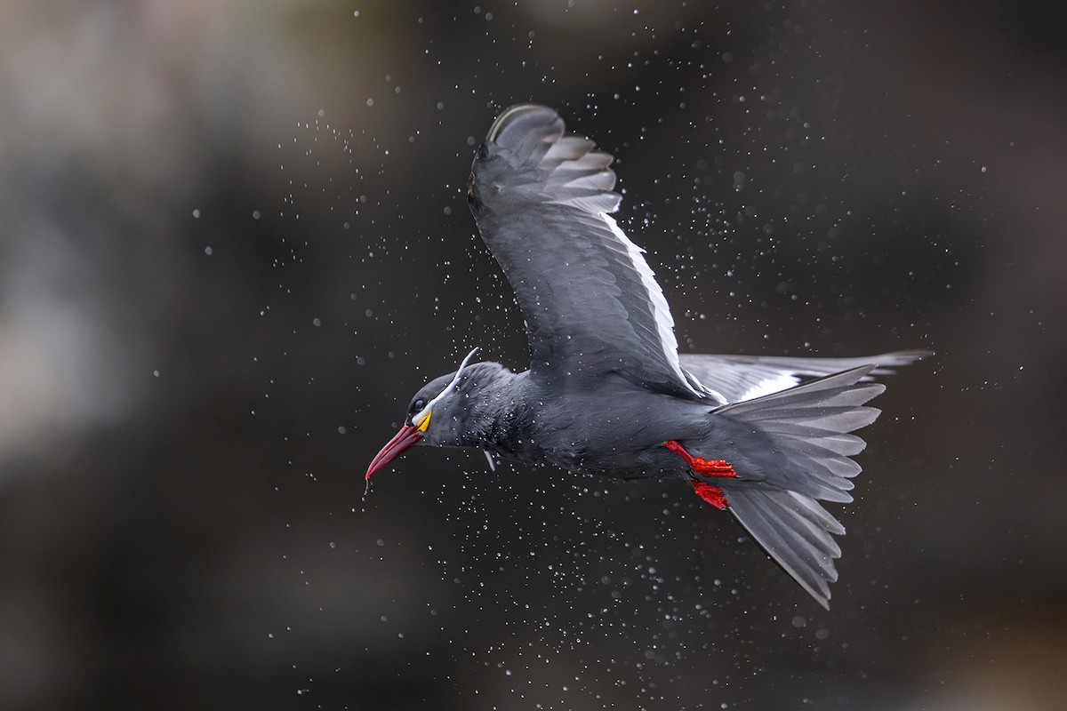 rybák inka - ML647096349