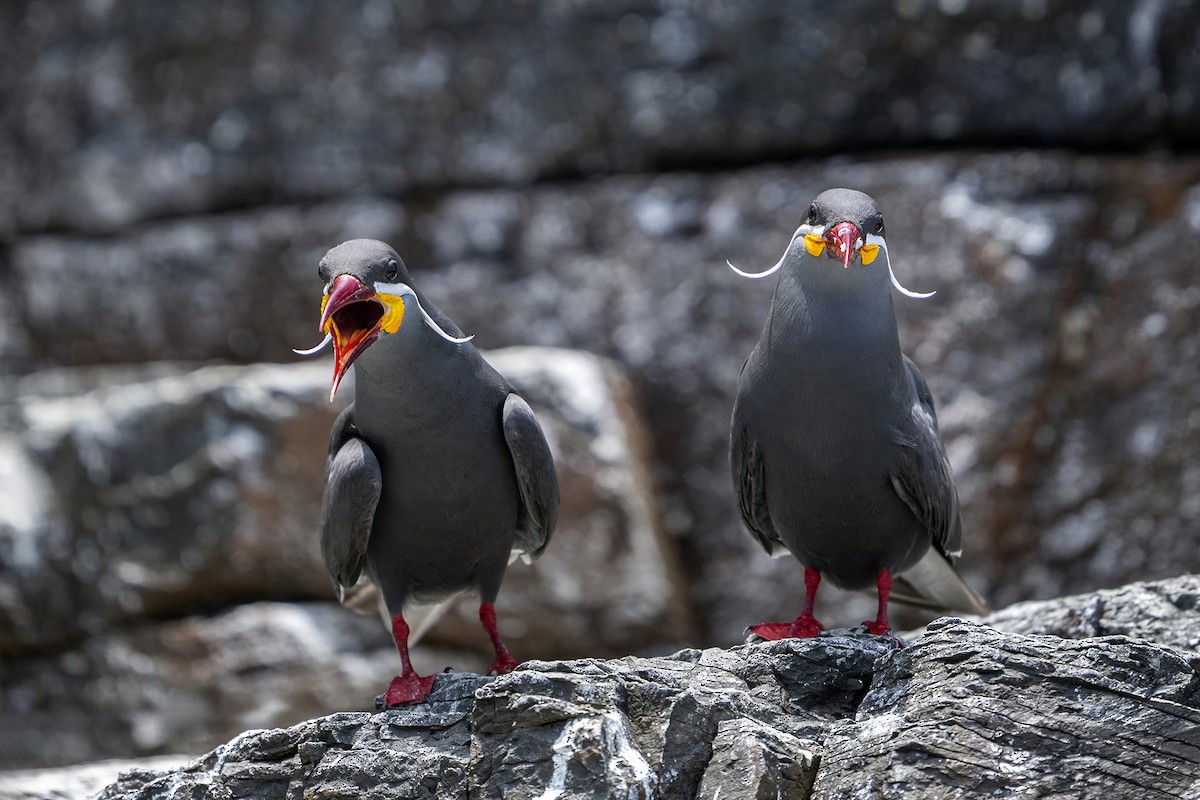 rybák inka - ML647096350