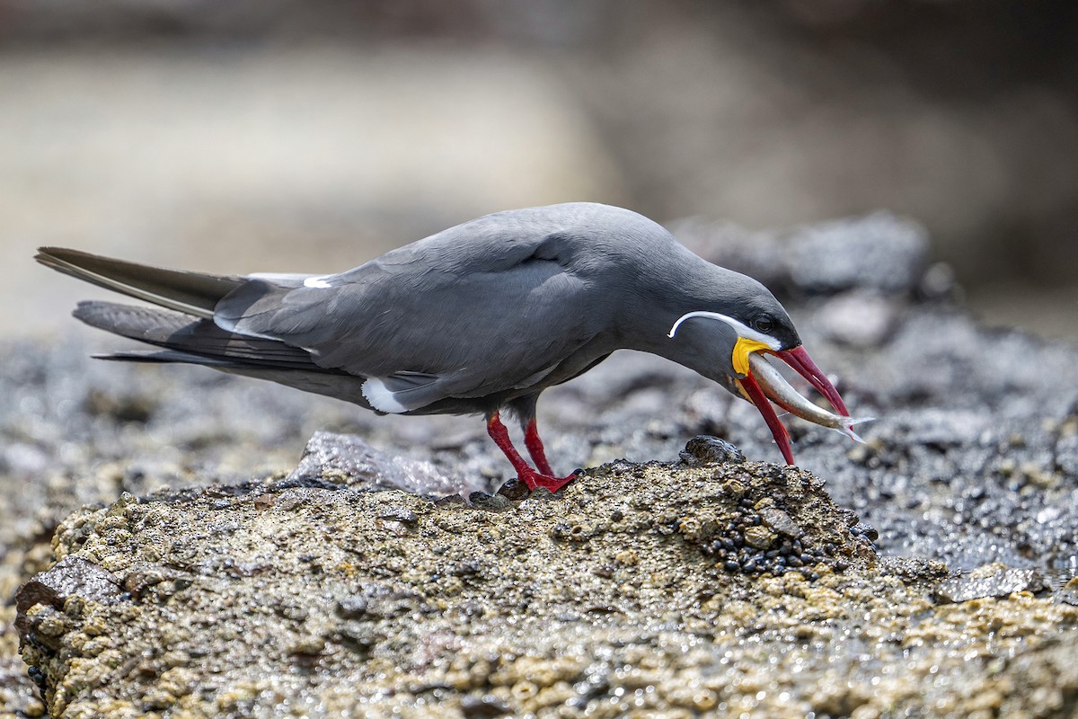 rybák inka - ML647096351