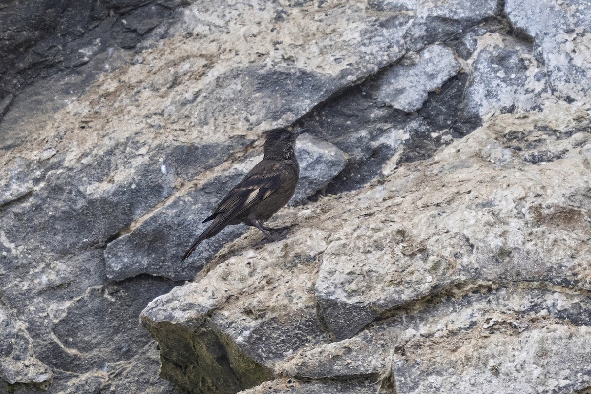 Surf Cinclodes - ML647096358