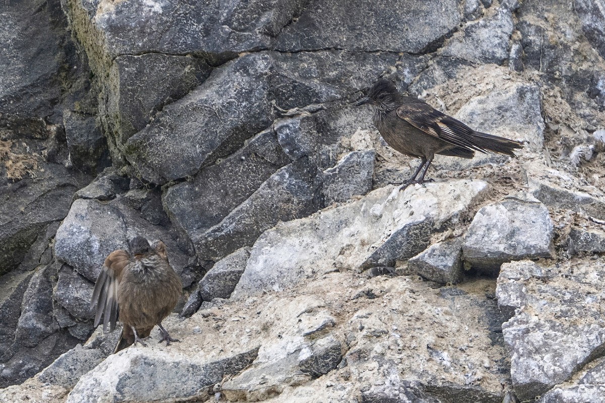 Surf Cinclodes - ML647096359