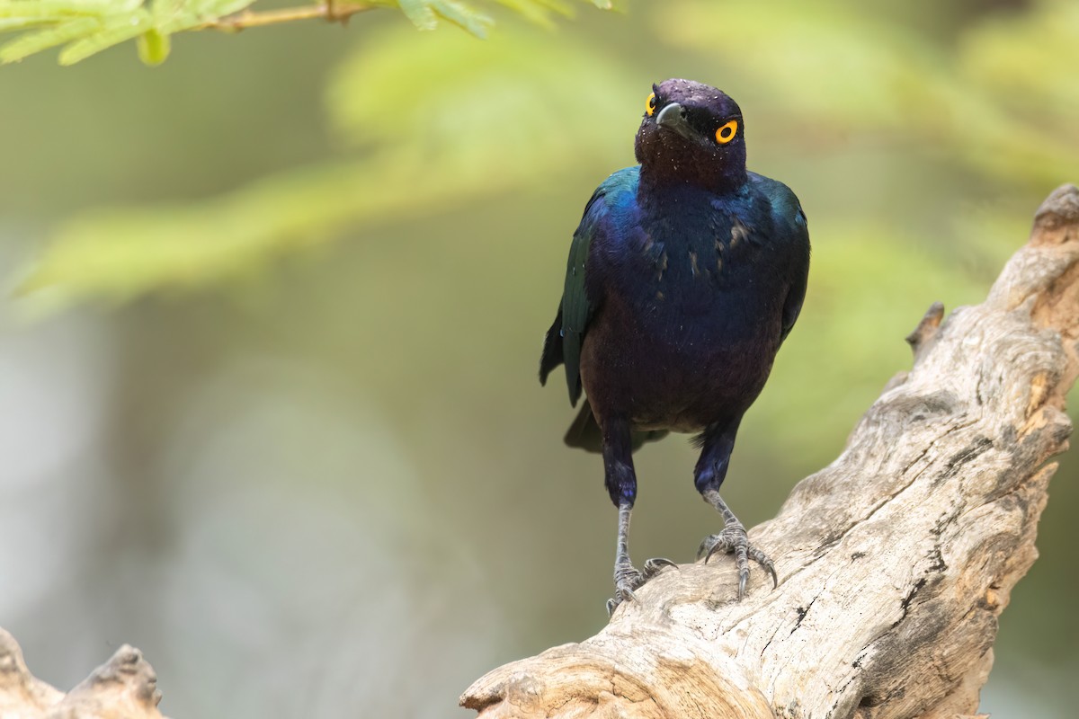 Purple Starling - ML647096362