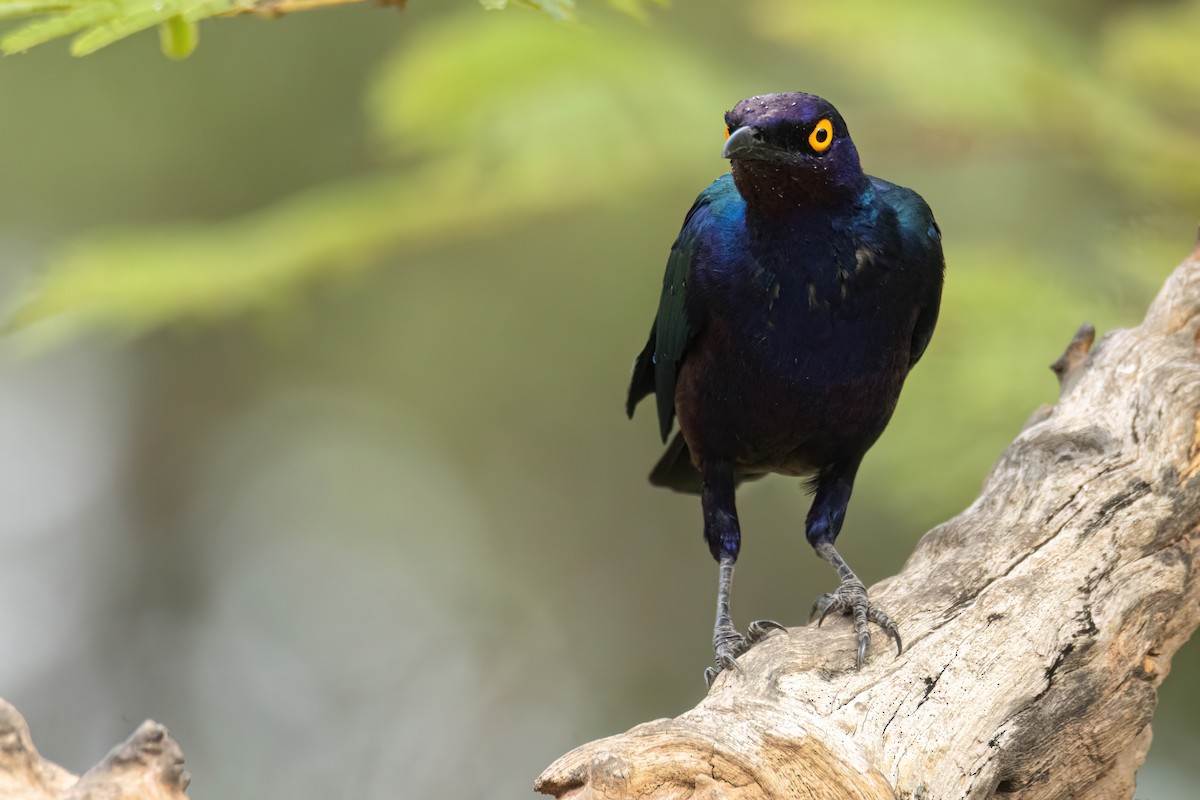 Purple Starling - ML647096364