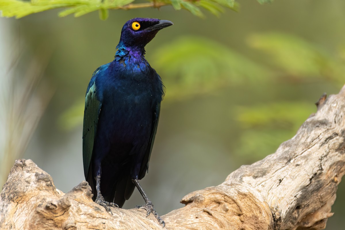 Purple Starling - ML647096365