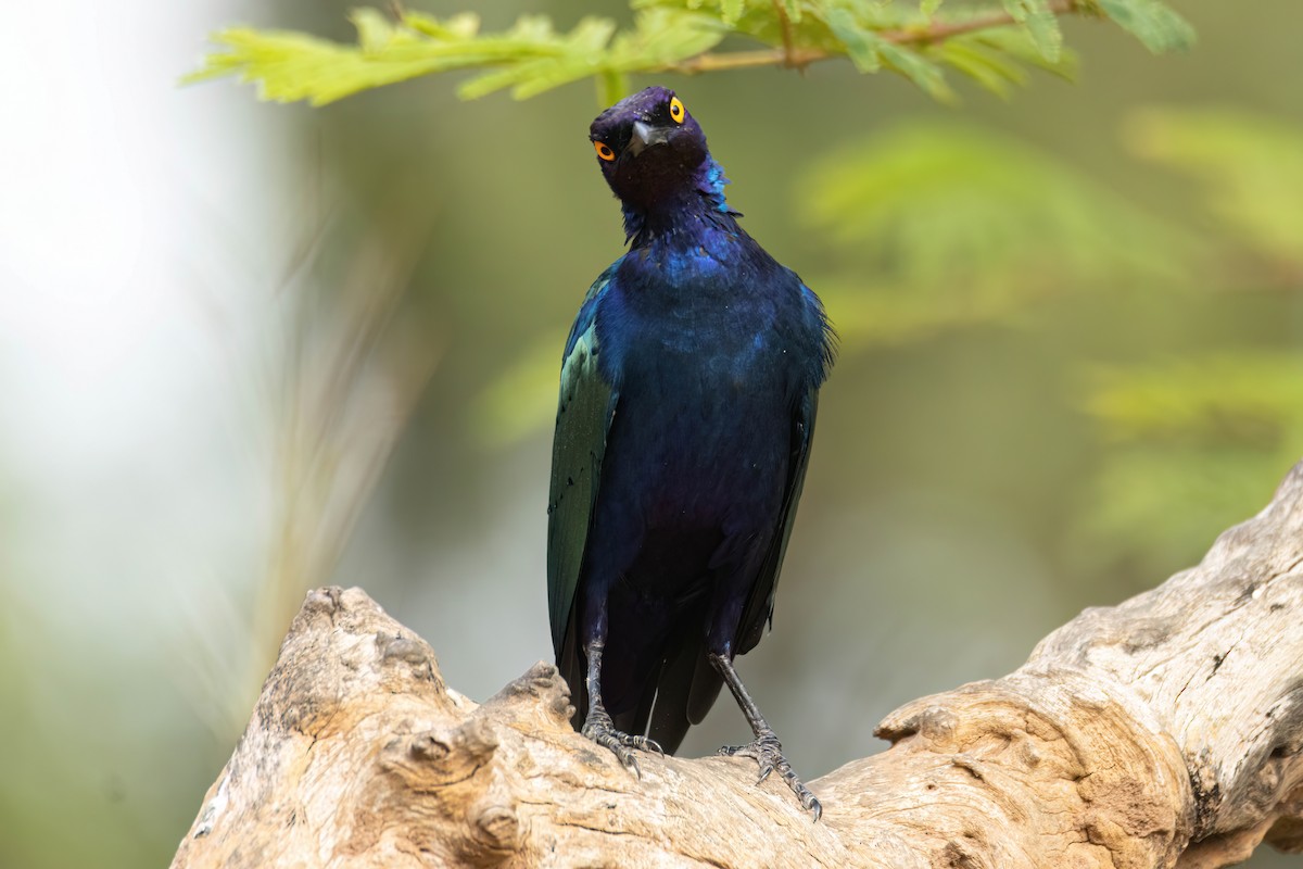 Purple Starling - ML647096366