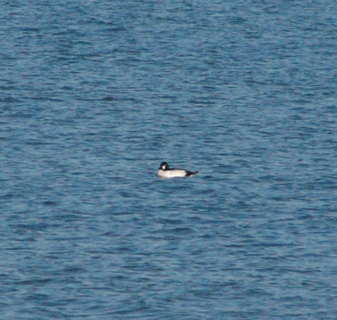 עבראש ירוק - ML647096371