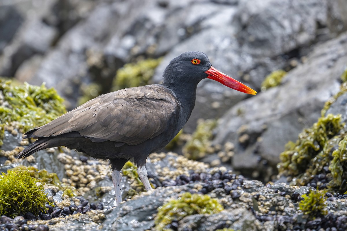 ústřičník tmavý - ML647096373