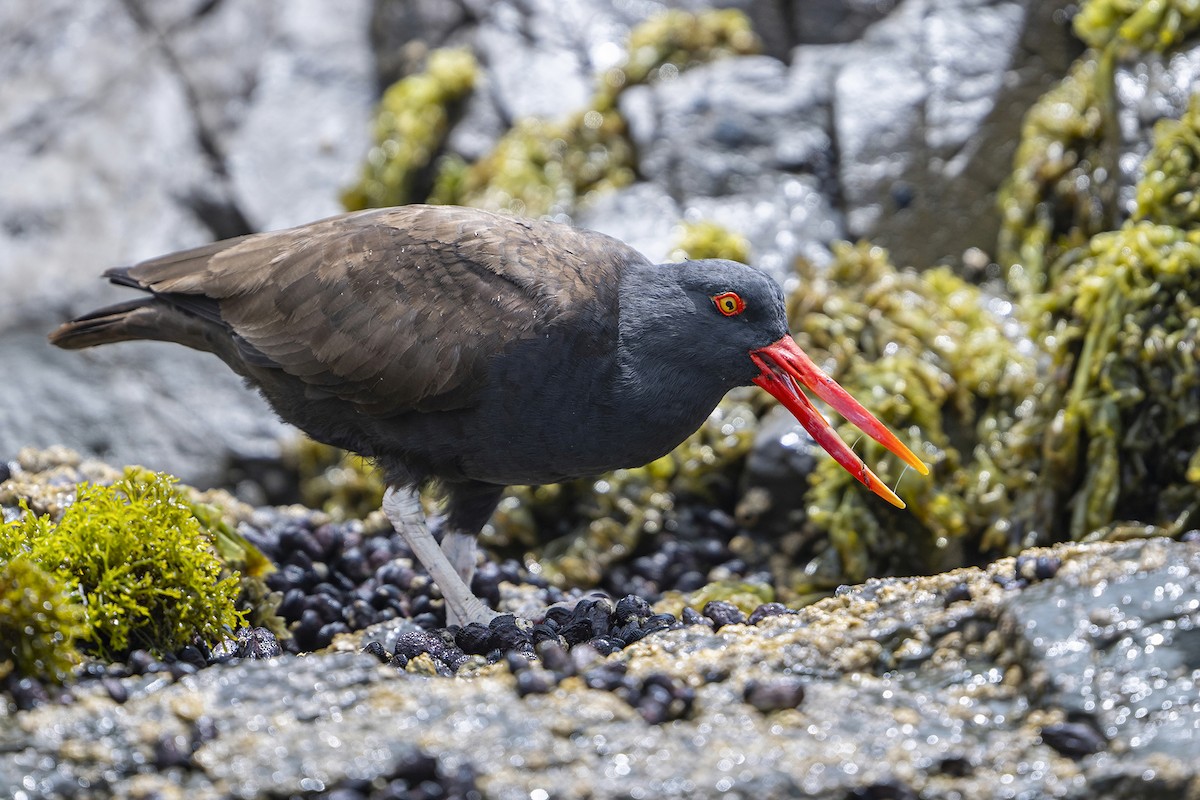 ústřičník tmavý - ML647096374