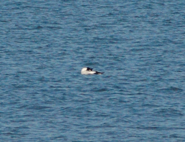 עבראש ירוק - ML647096387