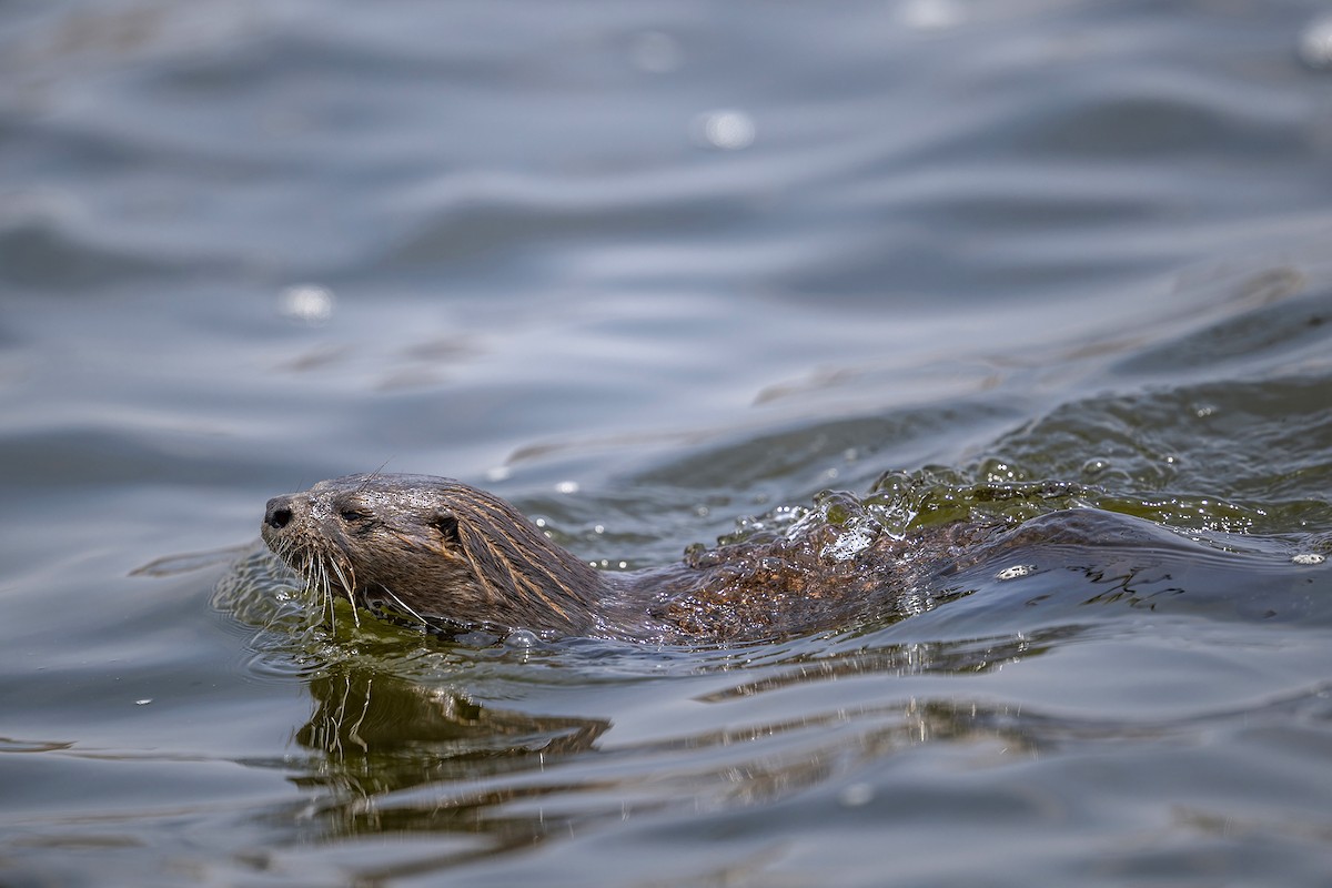 Marine Otter - ML647096388