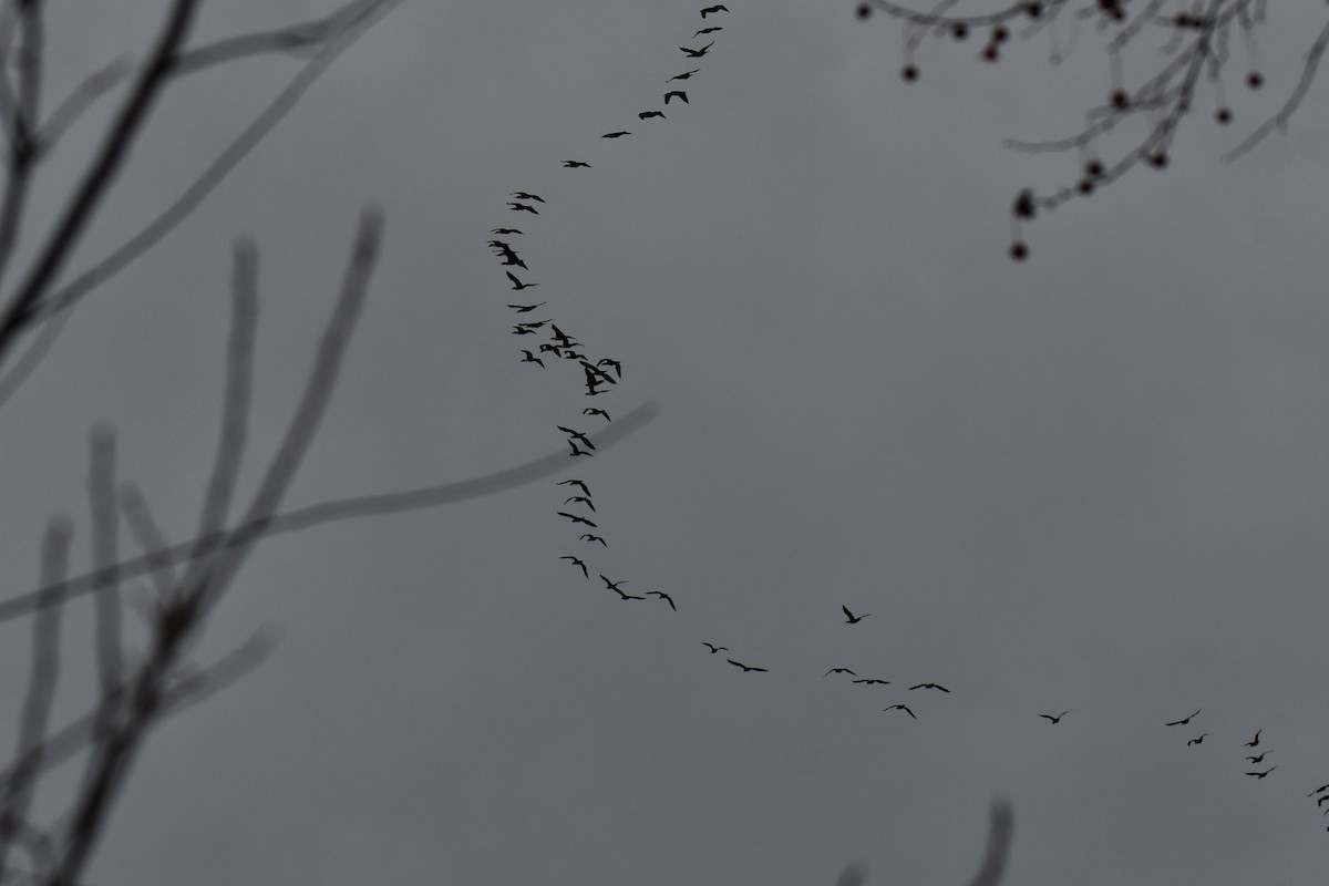 Double-crested Cormorant - ML647096394